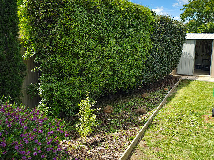 Professional Lawn Care