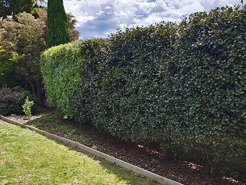 Pruning + Hedging