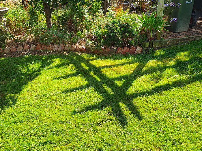 Weed Spraying + Lawn Treatments