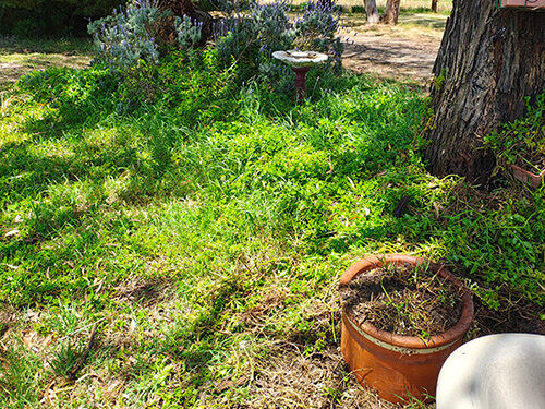 Weed Spraying