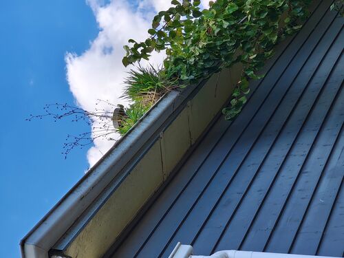 I + O Property Maintenance + Gardening Ballarat