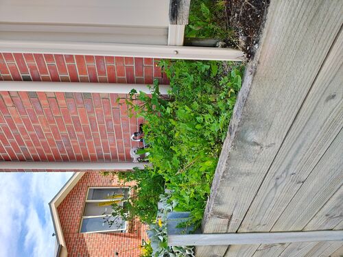 I + O Property Maintenance + Gardening Ballarat