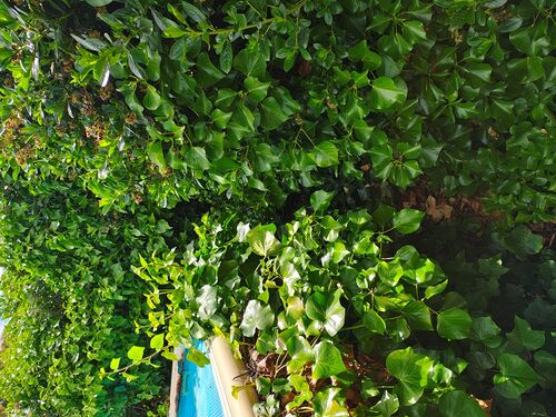 I + O Property Maintenance + Gardening Ballarat