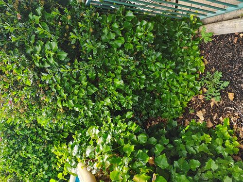I + O Property Maintenance + Gardening Ballarat