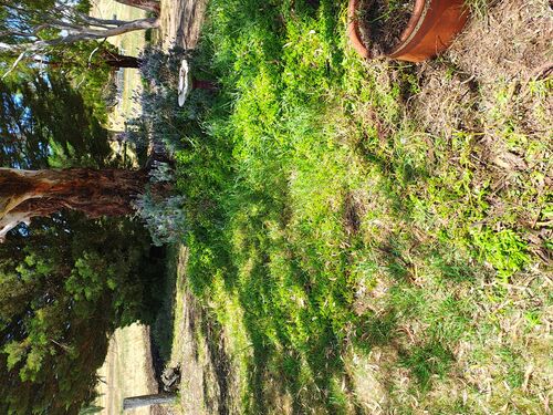 I + O Property Maintenance + Gardening Ballarat