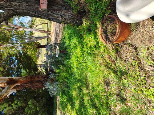 I + O Property Maintenance + Gardening Ballarat