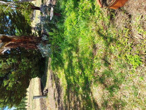 I + O Property Maintenance + Gardening Ballarat