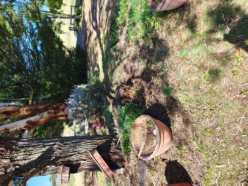 I + O Property Maintenance + Gardening Ballarat