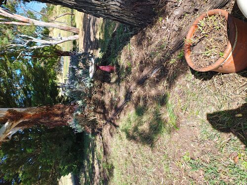 I + O Property Maintenance + Gardening Ballarat