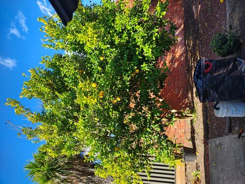 I + O Property Maintenance + Gardening Ballarat