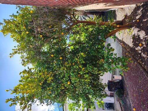 I + O Property Maintenance + Gardening Ballarat