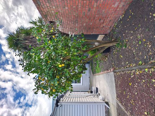 I + O Property Maintenance + Gardening Ballarat