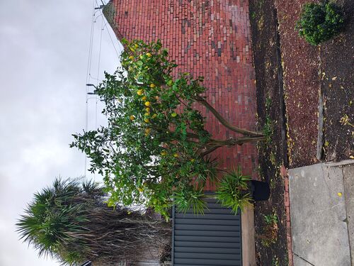 I + O Property Maintenance + Gardening Ballarat