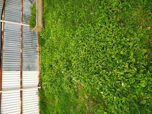 I + O Property Maintenance + Gardening Ballarat