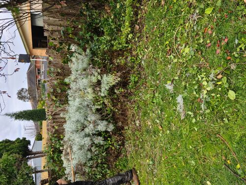 I + O Property Maintenance + Gardening Ballarat